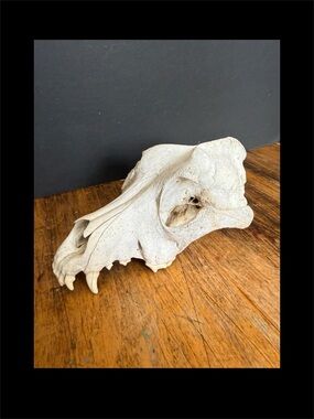 Coyote Skull Nature Cleaned Real Authentic West Virginia Coyote Skull